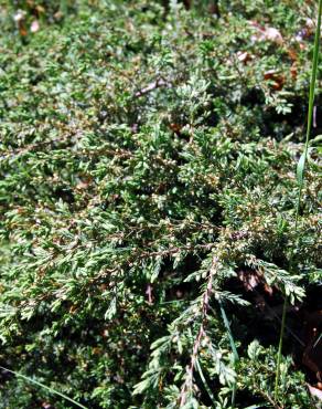 Fotografia 3 da espécie Juniperus squamata var. Blue no Jardim Botânico UTAD