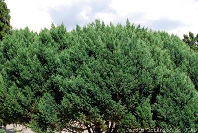 Fotografia da espécie Juniperus thurifera