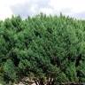 Fotografia 2 da espécie Juniperus thurifera do Jardim Botânico UTAD