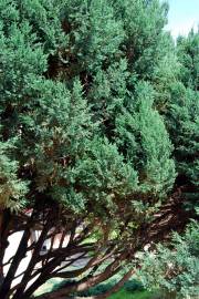 Fotografia da espécie Juniperus thurifera