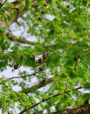 Fotografia 4 da espécie Metasequoia glyptostroboides no Jardim Botânico UTAD