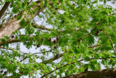 Fotografia da espécie Metasequoia glyptostroboides