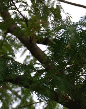 Fotografia 5 da espécie Metasequoia glyptostroboides no Jardim Botânico UTAD