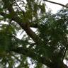 Fotografia 5 da espécie Metasequoia glyptostroboides do Jardim Botânico UTAD