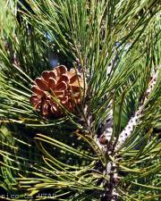 Fotografia da espécie Pinus heldreichii