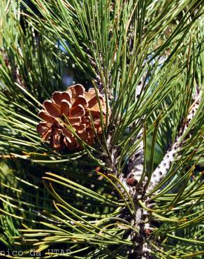Fotografia 1 da espécie Pinus heldreichii no Jardim Botânico UTAD
