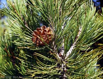 Fotografia da espécie Pinus heldreichii
