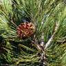 Fotografia 1 da espécie Pinus heldreichii do Jardim Botânico UTAD