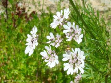 Fotografia da espécie Coriandrum sativum