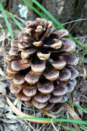 Fotografia da espécie Pinus pinea