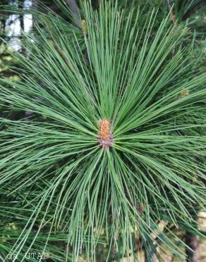 Fotografia 2 da espécie Pinus radiata no Jardim Botânico UTAD