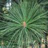 Fotografia 2 da espécie Pinus radiata do Jardim Botânico UTAD