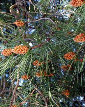 Fotografia 3 da espécie Pinus radiata no Jardim Botânico UTAD