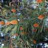 Fotografia 3 da espécie Pinus radiata do Jardim Botânico UTAD
