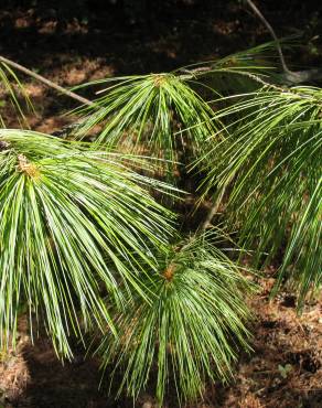 Fotografia 1 da espécie Pinus strobus no Jardim Botânico UTAD