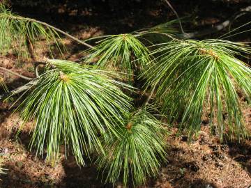 Fotografia da espécie Pinus strobus