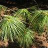Fotografia 1 da espécie Pinus strobus do Jardim Botânico UTAD