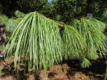 Fotografia da espécie Pinus strobus