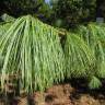 Fotografia 4 da espécie Pinus strobus do Jardim Botânico UTAD