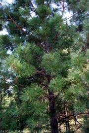Fotografia da espécie Pinus strobus