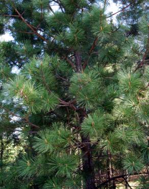 Fotografia 5 da espécie Pinus strobus no Jardim Botânico UTAD