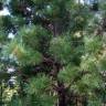 Fotografia 5 da espécie Pinus strobus do Jardim Botânico UTAD