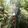 Fotografia 2 da espécie Pinus sylvestris do Jardim Botânico UTAD