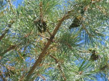 Fotografia da espécie Pinus sylvestris