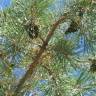 Fotografia 3 da espécie Pinus sylvestris do Jardim Botânico UTAD