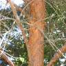 Fotografia 4 da espécie Pinus sylvestris do Jardim Botânico UTAD
