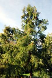 Fotografia da espécie Taxodium distichum