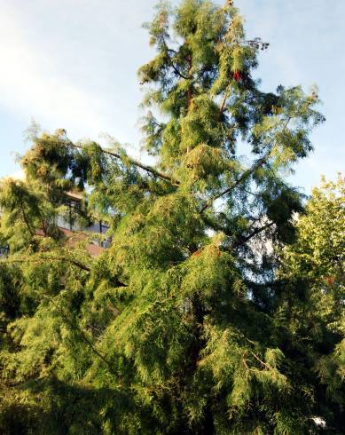 Fotografia de capa Taxodium distichum - do Jardim Botânico