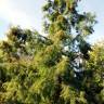 Fotografia 1 da espécie Taxodium distichum do Jardim Botânico UTAD