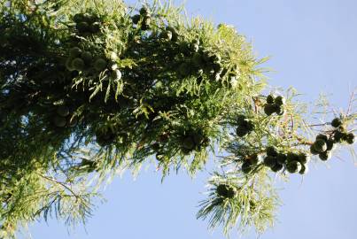 Fotografia da espécie Taxodium distichum