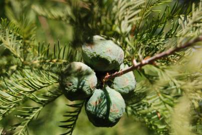 Fotografia da espécie Taxodium distichum