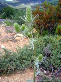 Fotografia da espécie Eryngium duriaei