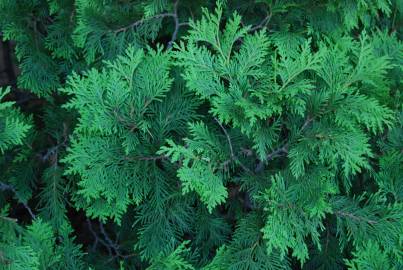 Fotografia da espécie Thuja plicata