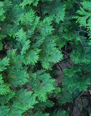 Fotografia 3 da espécie Thuja plicata no Jardim Botânico UTAD