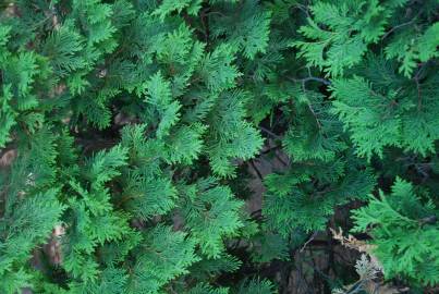 Fotografia da espécie Thuja plicata