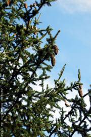 Fotografia da espécie Tsuga heterophylla