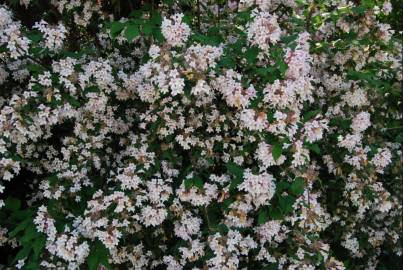 Fotografia da espécie Abelia x grandiflora