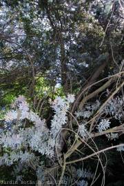 Fotografia da espécie Acacia baileyana