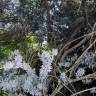 Fotografia 2 da espécie Acacia baileyana do Jardim Botânico UTAD