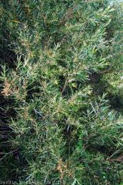 Fotografia da espécie Acacia longifolia