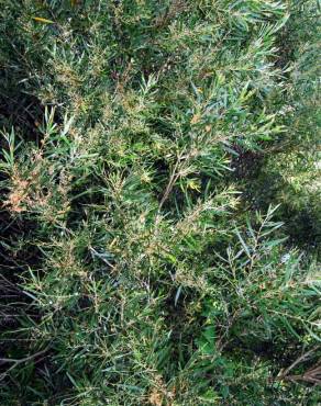 Fotografia 1 da espécie Acacia longifolia no Jardim Botânico UTAD