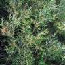 Fotografia 2 da espécie Acacia longifolia do Jardim Botânico UTAD