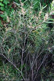 Fotografia da espécie Acacia longifolia