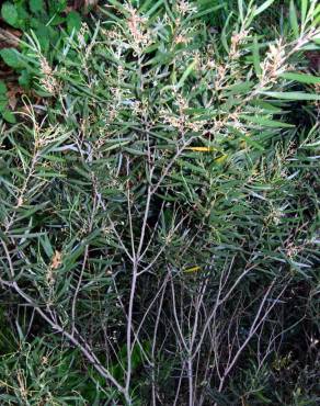 Fotografia 2 da espécie Acacia longifolia no Jardim Botânico UTAD