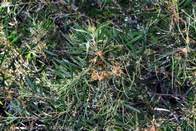 Fotografia da espécie Acacia longifolia