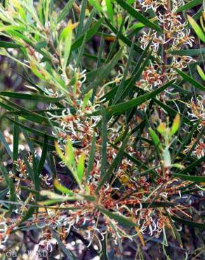 Fotografia 4 da espécie Acacia longifolia no Jardim Botânico UTAD